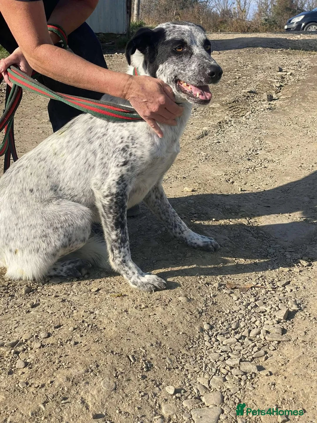 Mixed Breed dogs for adoption: Cessil - Norwich Norfolk  - Advert 19