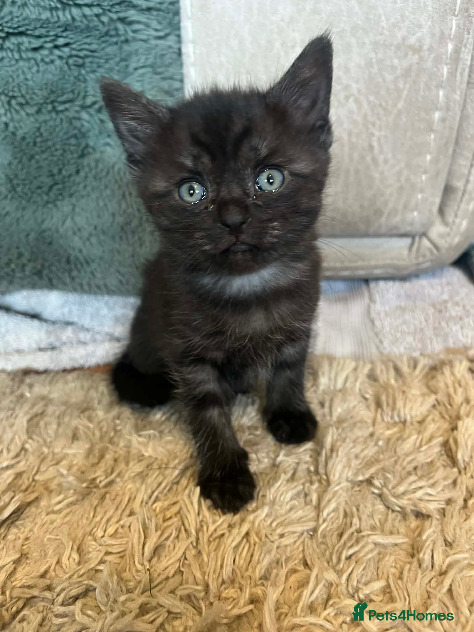 Mixed Breed cats Beautiful blue eyed Bengal X kittens  - Advert 5