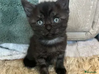 Mixed Breed cats Beautiful blue eyed Bengal X kittens - Advert 7