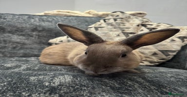 Mini Lion Lop rabbits - Advert 8
