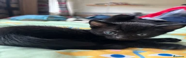 Bombay 2