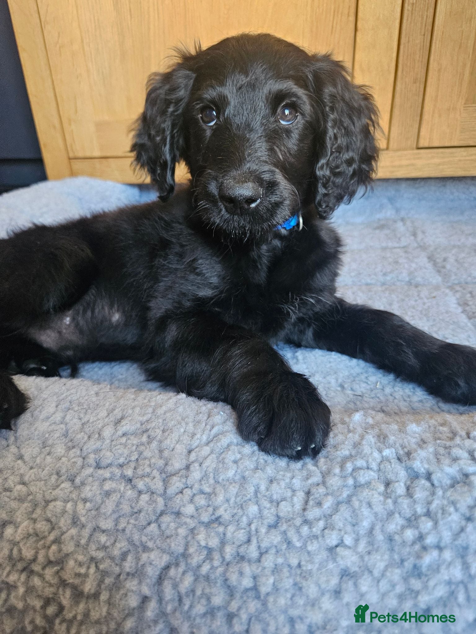 Goldendoodle dogs Beautiful f1 Goldendoodles  - Advert 1