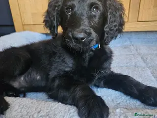 Goldendoodle dogs Beautiful f1 Goldendoodles - Advert 1