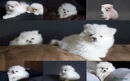 Pomeranian dogs for sale: ☁️RARE SOLID WHITE POMERANIANS ☁️ - Image 5