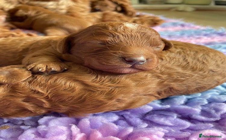 Cavapoo dogs in Doncaster - Advert 5