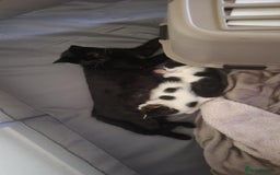 Domestic Shorthair cats for sale: Happy healthy babies  - Image 6