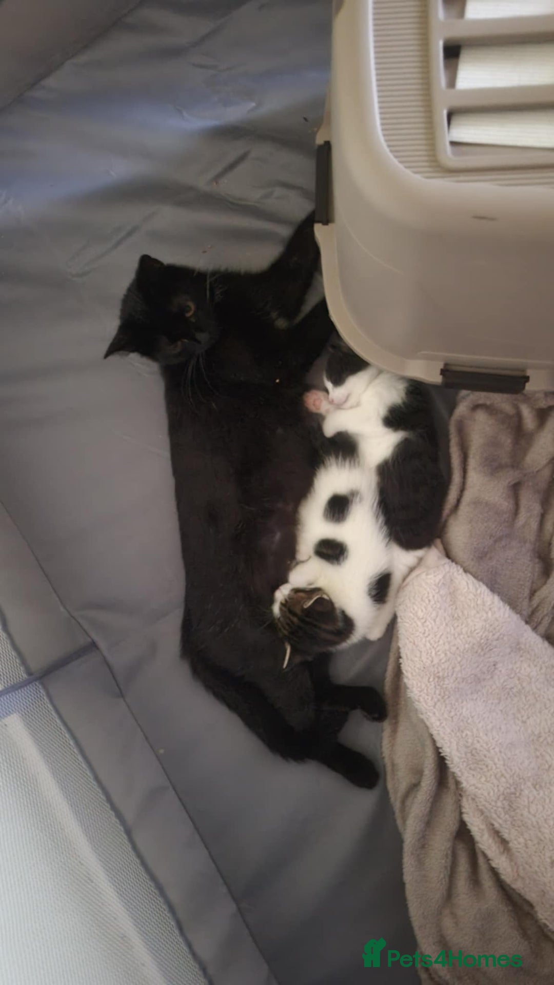 Domestic Shorthair cats for sale: Happy healthy babies  - Image 6