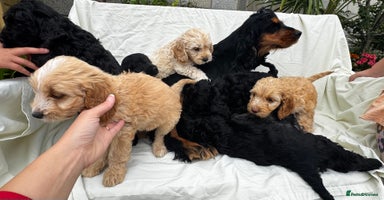 Cockapoo dogs - Advert 15