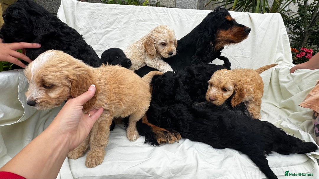 Cockapoo dogs for sale: Cockapoo - Image 2