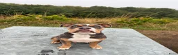 Dorset Olde Tyme Bulldogge dogs for sale: TYSON - 5 Month old Olde Tyme Bulldog in Bilston - Advert 1