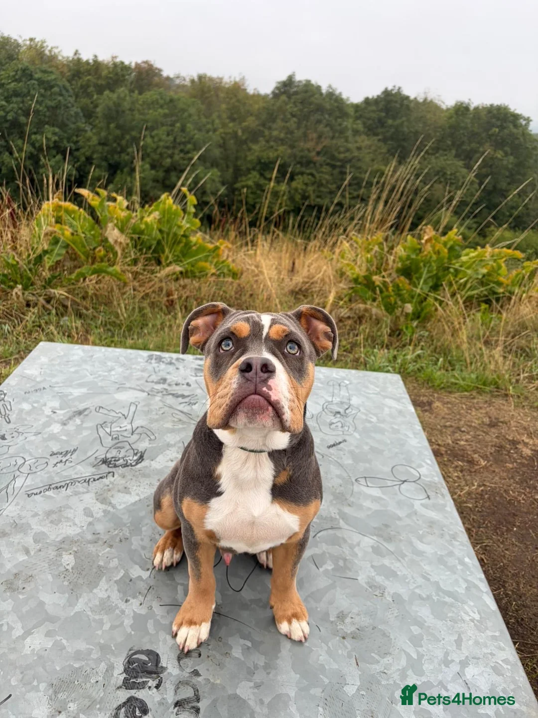 Dorset Olde Tyme Bulldogge dogs for sale: TYSON - 5 Month old Olde Tyme Bulldog in Bilston - Advert 1