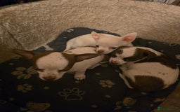 Chihuahua dogs for sale: Lovely Chihuahua Puppies looking for a Loving Home - Image 10