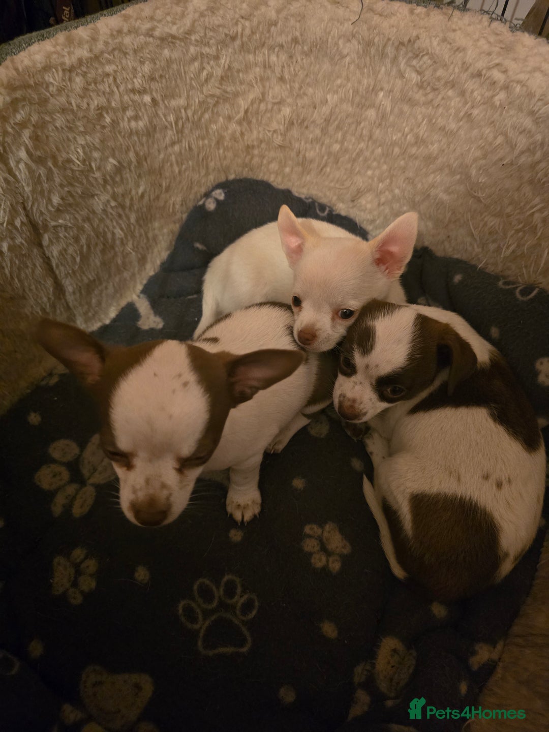 Chihuahua dogs for sale: Lovely Chihuahua Puppies looking for a Loving Home - Image 10