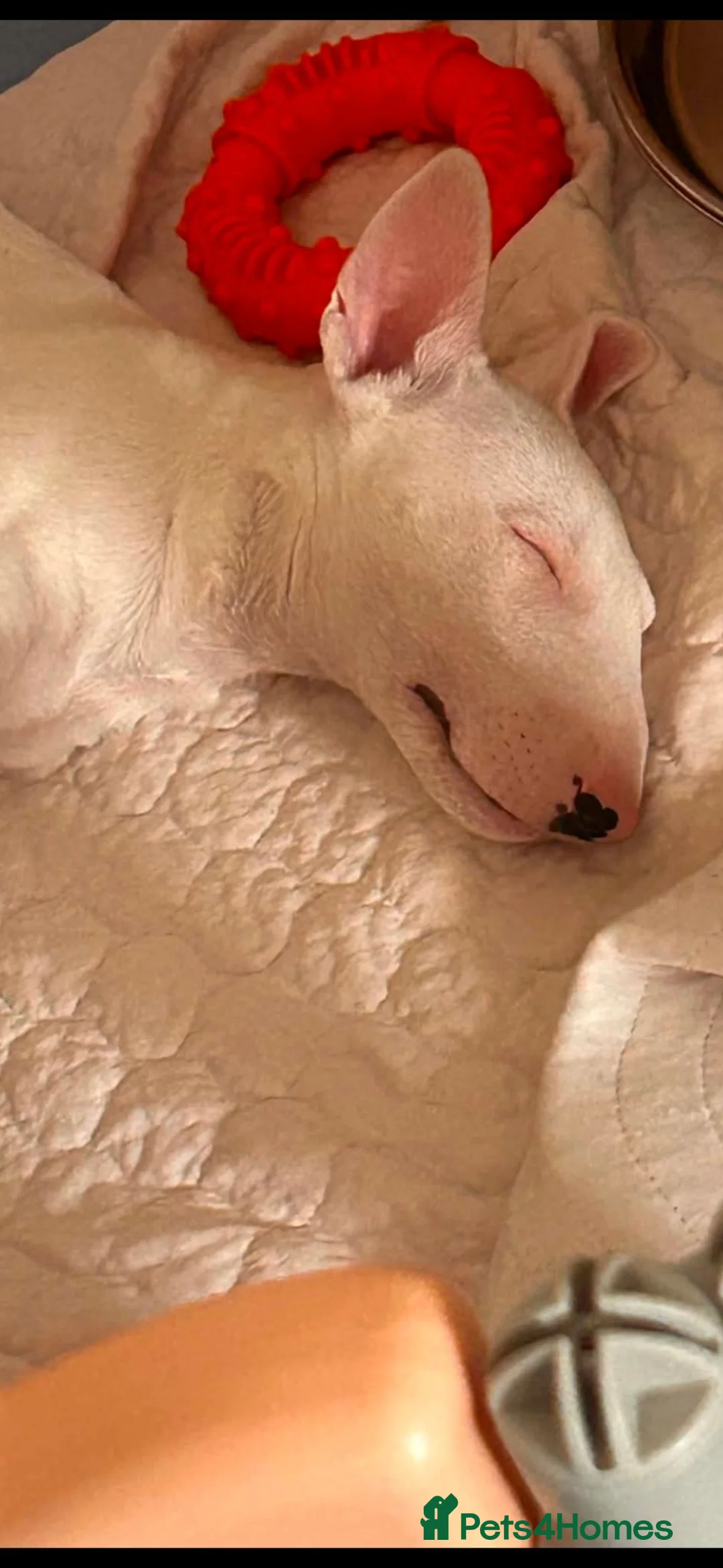 English Bull Terrier dogs for sale: Chunky Bullie boy - Advert 2