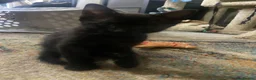 Scottish Fold cats for sale: Scottish fold cross x kittens for sale  - Advert 7