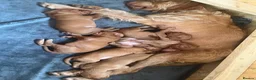 Hungarian Vizsla dogs for sale: Hungarian Wire haired Vizsla Puppies - Advert 2