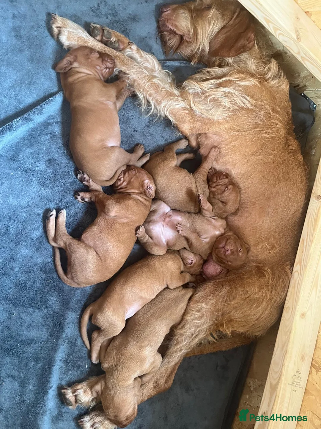 Hungarian Vizsla dogs for sale: Hungarian Wire haired Vizsla Puppies - Advert 2