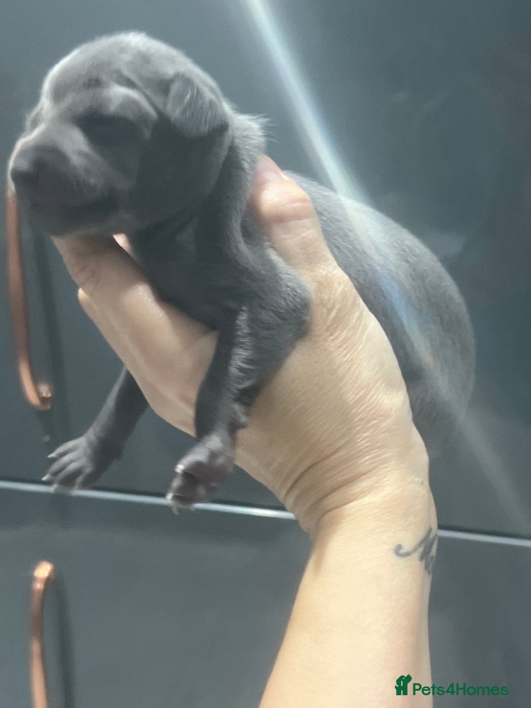 Italian Greyhound dogs for sale: Solid blue kc registered girls  - Advert 7