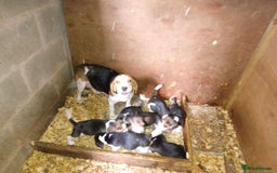 Beagle dogs for sale: Beagle pups for sale - Image 2