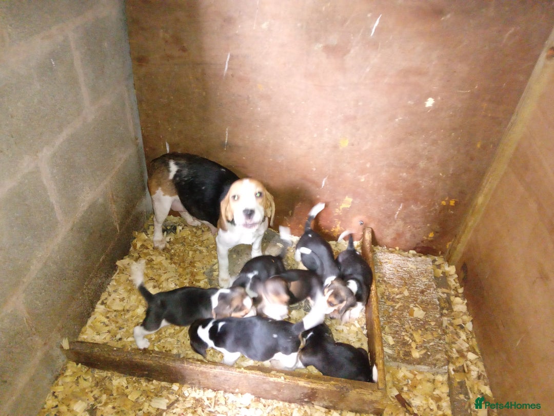 Beagle dogs for sale: Beagle pups for sale - Image 2