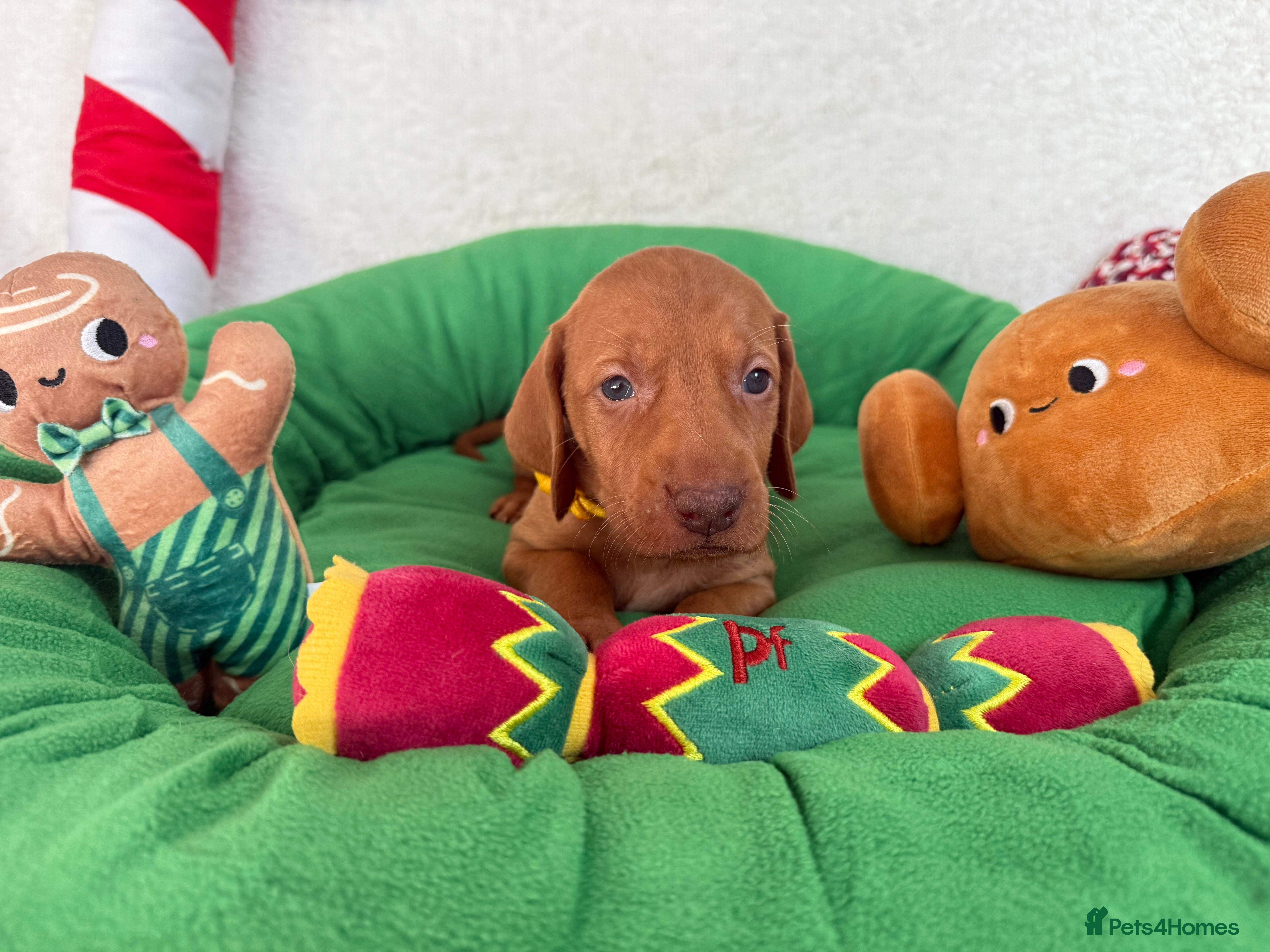 Hungarian Vizsla dogs KC registered Hungarian Viszla puppies - Advert 7