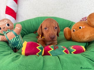 Hungarian Vizsla dogs KC registered Hungarian Viszla puppies - Advert 7