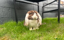French Lop rabbits for sale: Bonded female French lops - Image 2