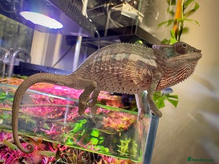 Chameleon reptiles Ambilobe Panther Chameleon Male - Advert 2