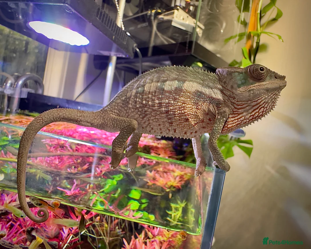 Chameleon reptiles for sale: Ambilobe Panther Chameleon Male - Advert 1