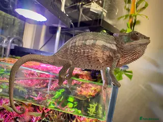 Chameleon reptiles Ambilobe Panther Chameleon Male - Advert 4