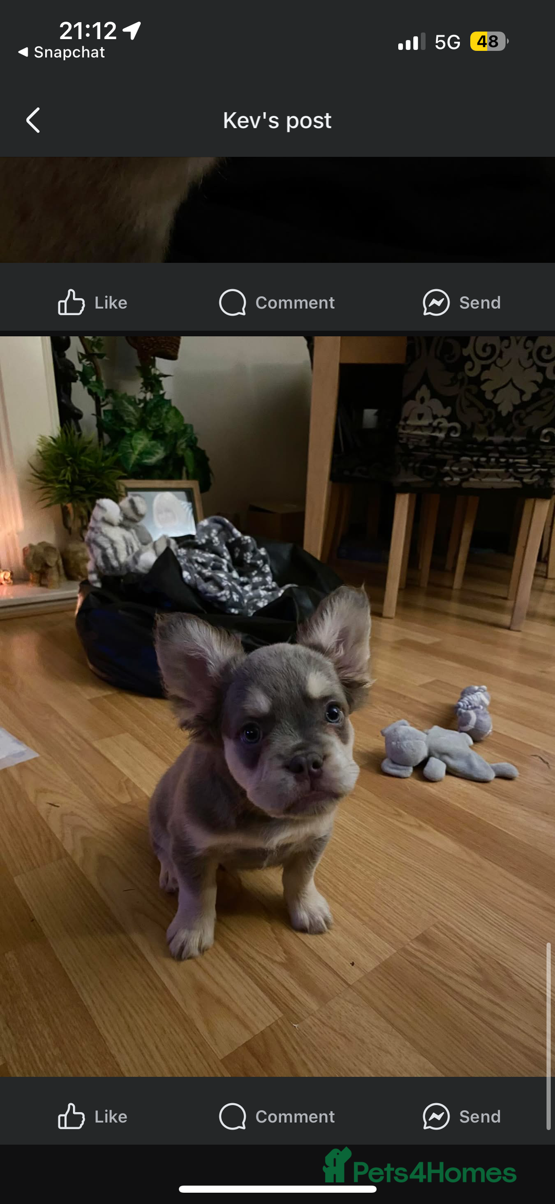 French Bulldog dogs for sale: fluffy frenchie  - Image 3