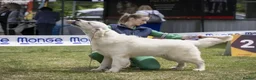Goldador dogs for sale: Labrador Retriver fci champion golden retriever - Advert 33