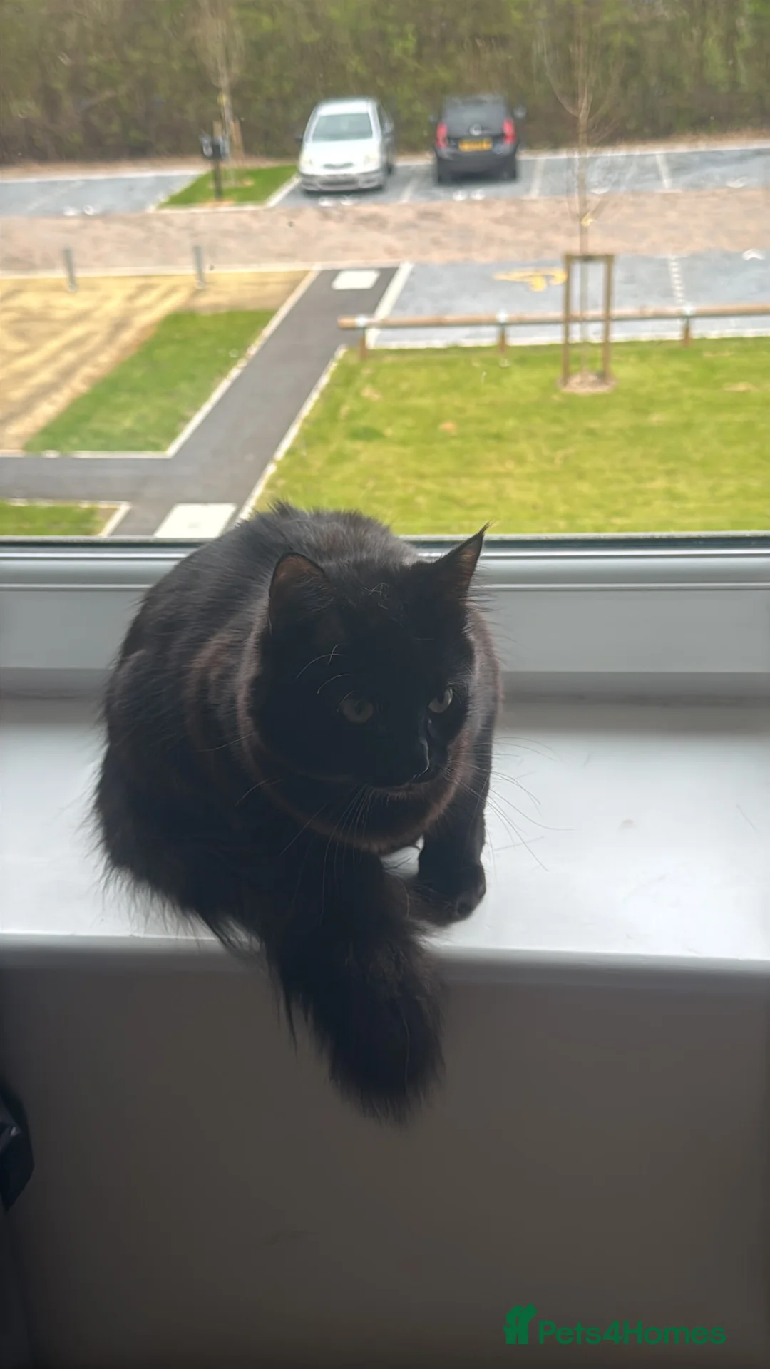 British Longhair cats for sale: Two black longhair British  - Advert 1
