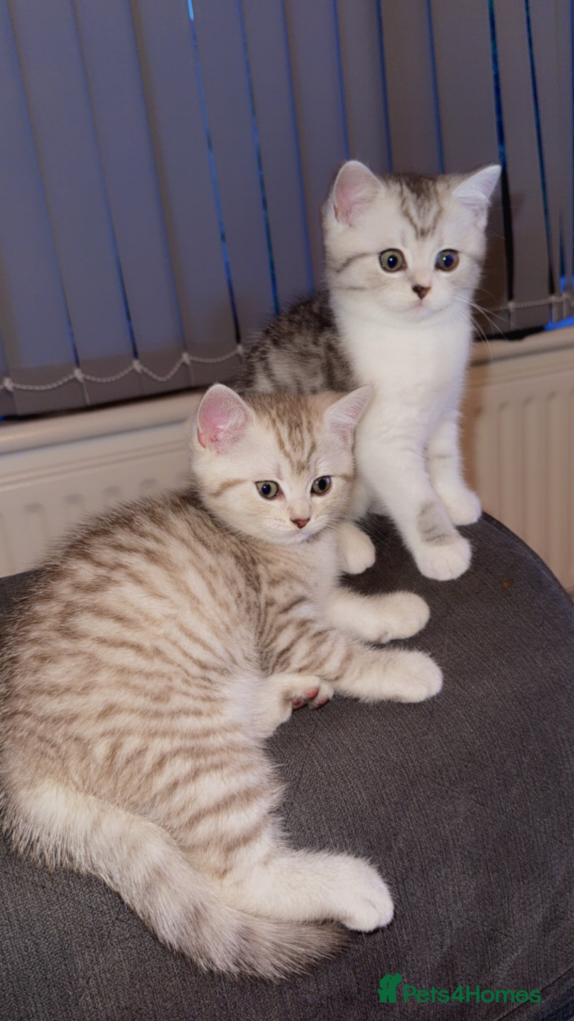 British Shorthair cats Pure breed kittens  - Advert 2