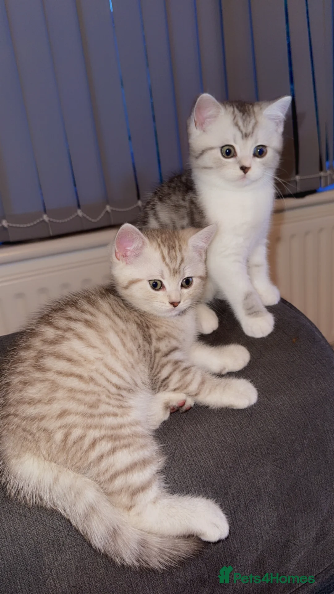 British Shorthair cats for sale: Pure breed kittens  - Advert 2