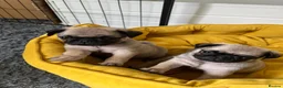 Pug dogs for sale: Pure bred pug puppies - Advert 6