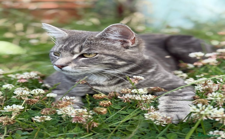 British Shorthair cats - Advert 1