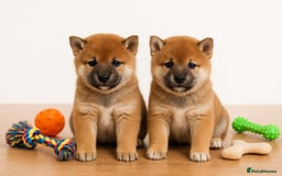 Japanese Shiba Inu dogs for sale: Japanese Shiba Inu - Image 1