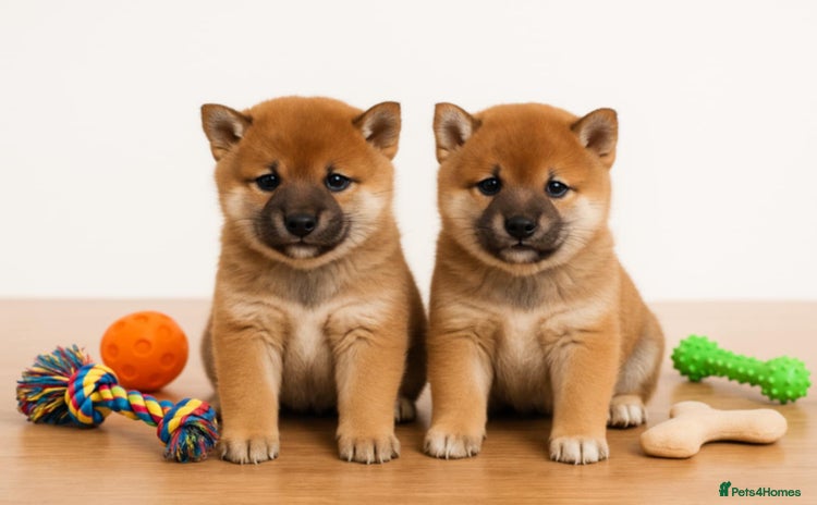 Japanese Shiba Inu dogs - Advert 6