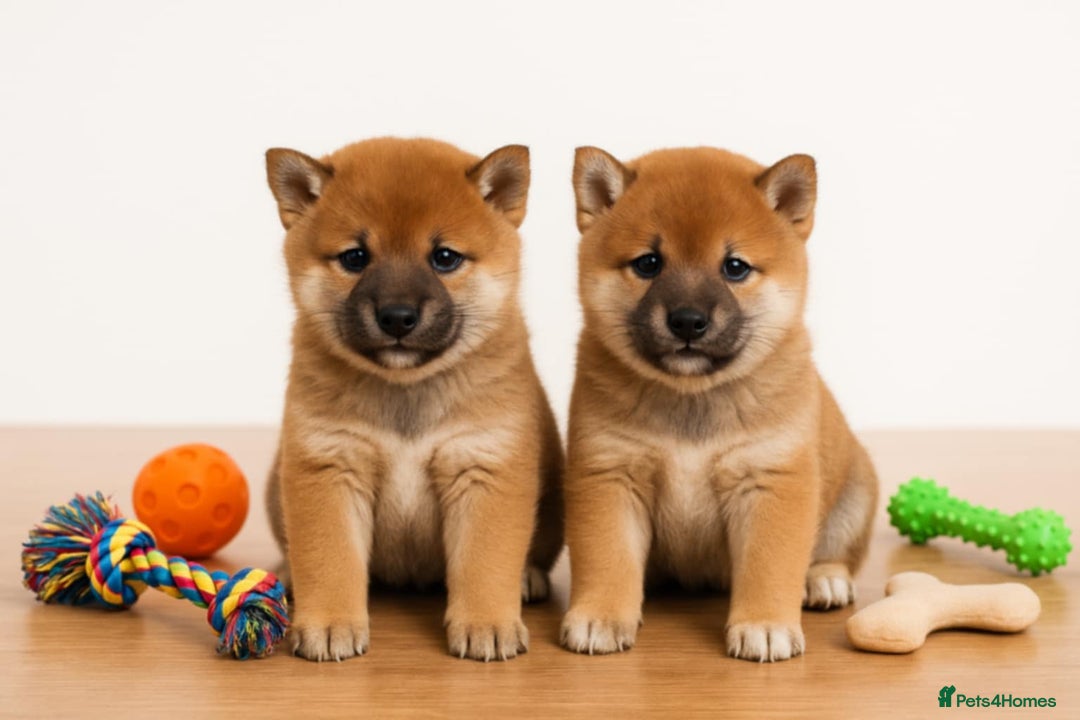 Japanese Shiba Inu dogs for sale: Japanese Shiba Inu - Image 1