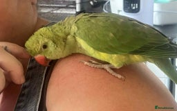 Ringnecks birds for sale: Hand reared male indian ringneck - Image 6
