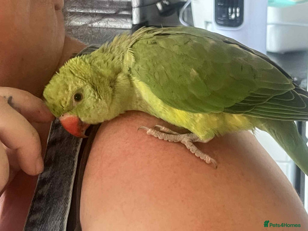 Ringnecks birds for sale: Hand reared male indian ringneck - Image 6