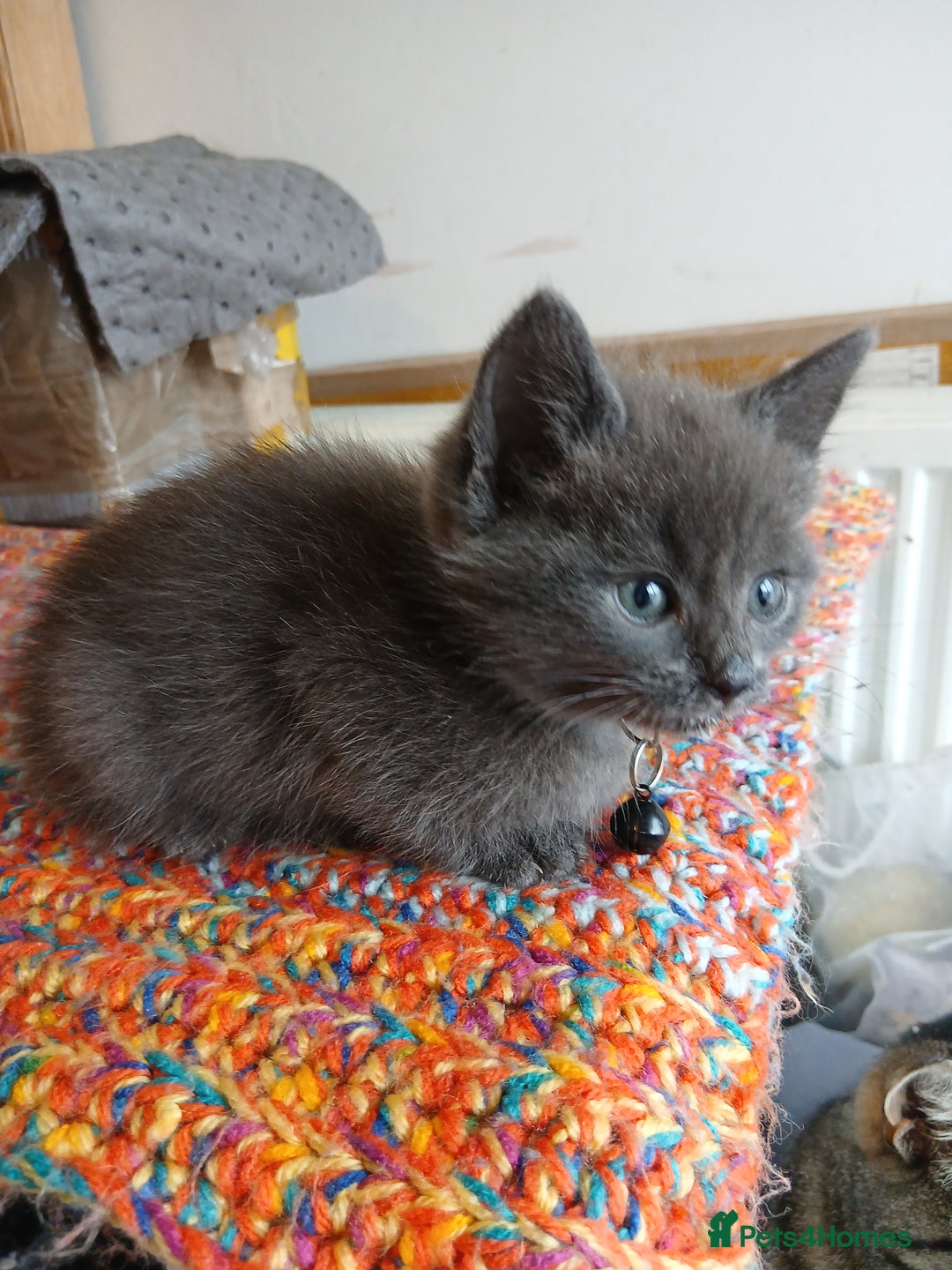 Mixed Breed cats for sale: 3 [remaining] girl kittens looking for new homes - Image 7
