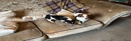 Jack Russell dogs for sale: 2 remaining Traditional Jack Russell’s  - Advert 8