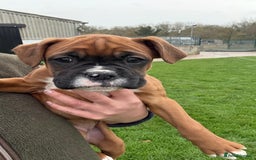 Boxer dogs for sale: READY TO GO Bobbed Tailed Boxers  - Advert 4