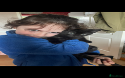 British Shorthair cats for sale: 3 x stunning black 12 week old boys  - Advert 6