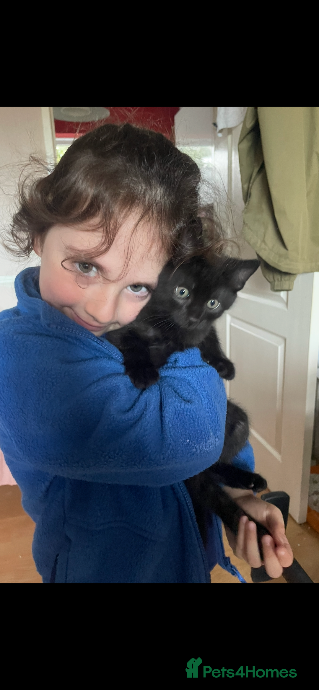 British Shorthair cats for sale: 3 x stunning black 12 week old boys  - Advert 6