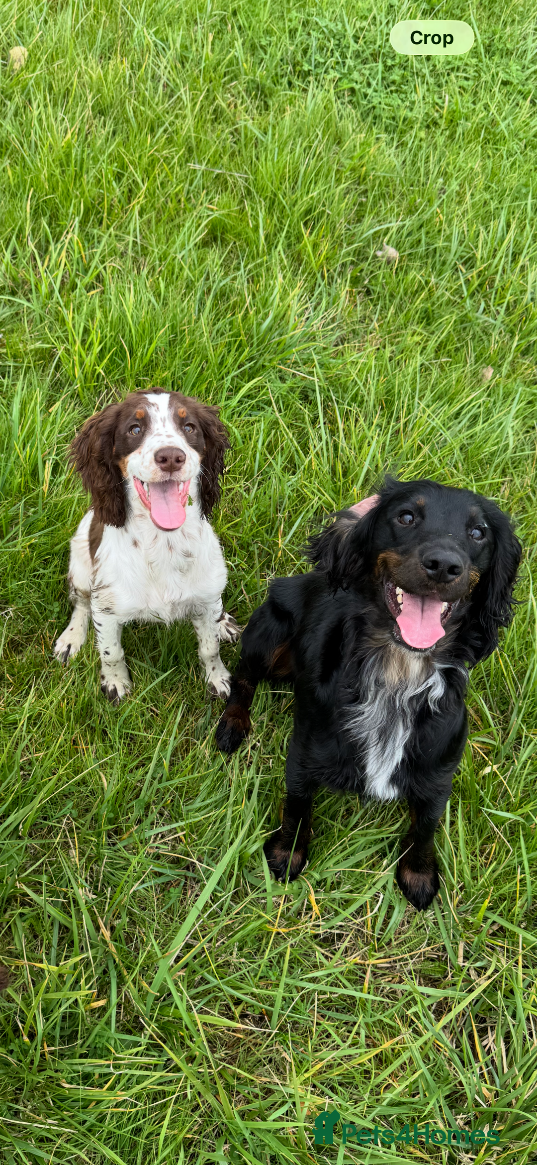 Cocker Spaniel dogs for sale: Working Cocker Spaniel Puppies - Advert 18