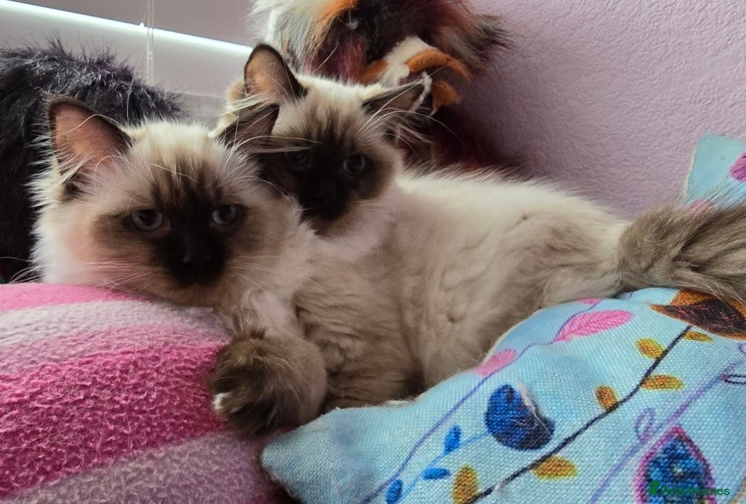 Ragdoll cats for sale: Beautiful bundle of fluff Ragdoll ready now  - Image 6