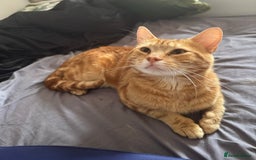 Domestic Shorthair cats for sale: Ginger Boy Lion  - Image 4
